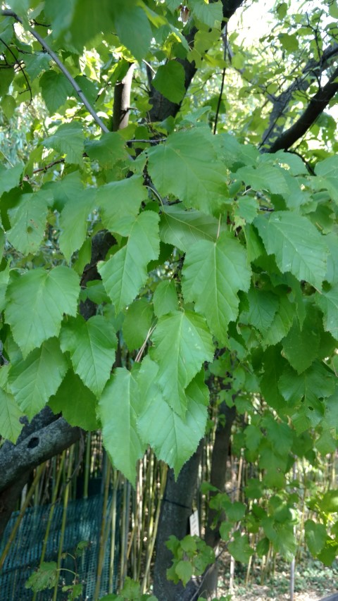 Acer tataricum plantplacesimage20170812_165812.jpg