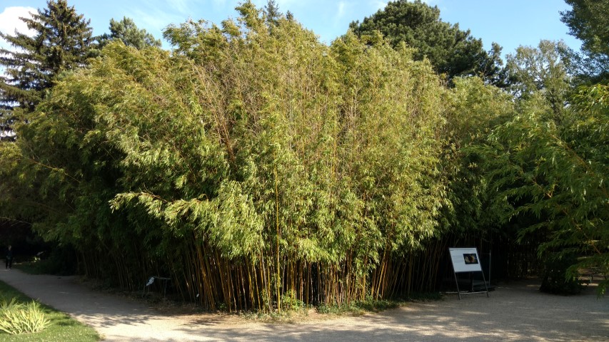 Phyllostachys virdiglaucescens plantplacesimage20170812_165907.jpg