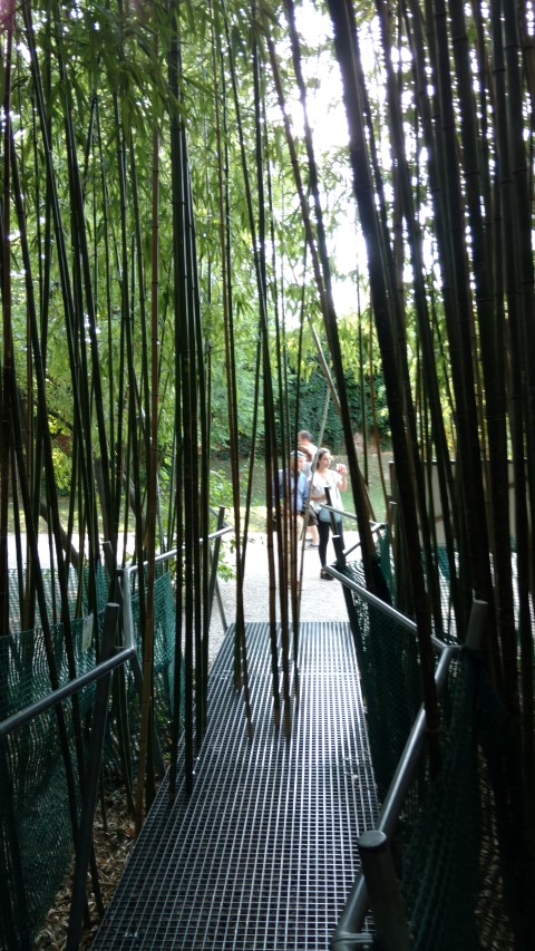 Phyllostachys virdiglaucescens plantplacesimage20170812_170004.jpg