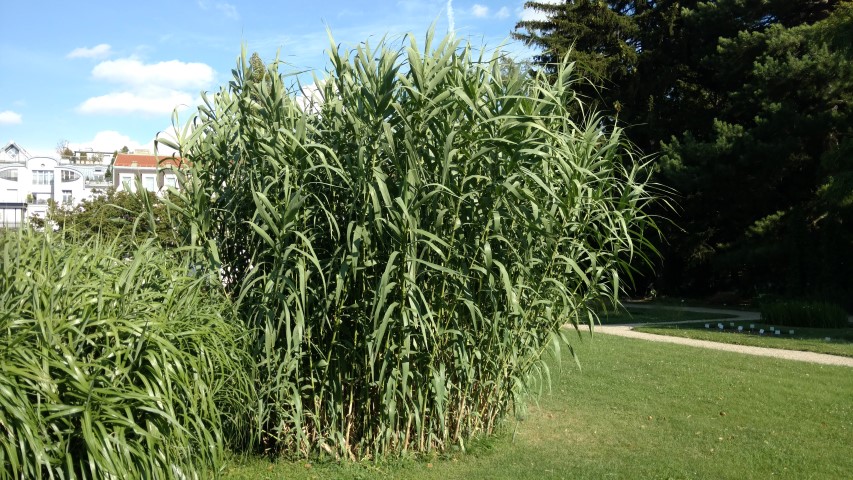 Arundo donax plantplacesimage20170812_170236.jpg