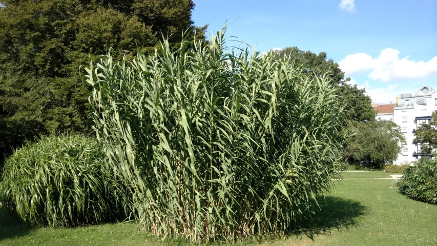 Arundo donax plantplacesimage20170812_170258.jpg