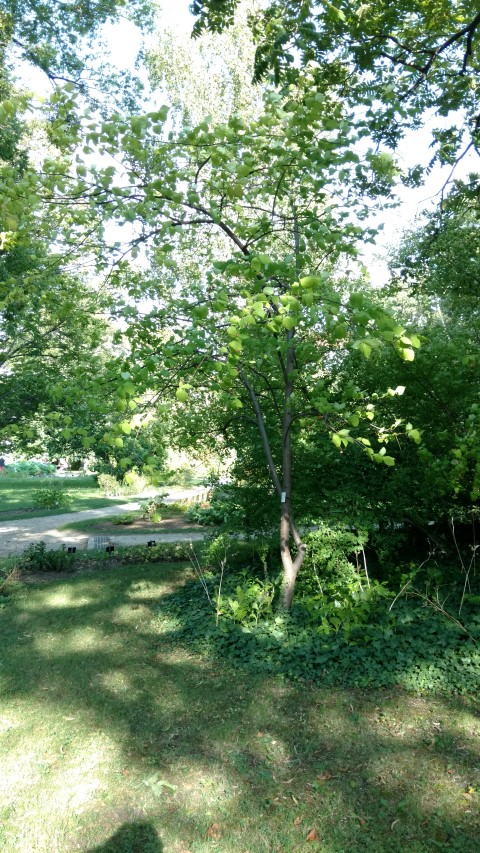 Euonymus planipes plantplacesimage20170812_171349.jpg