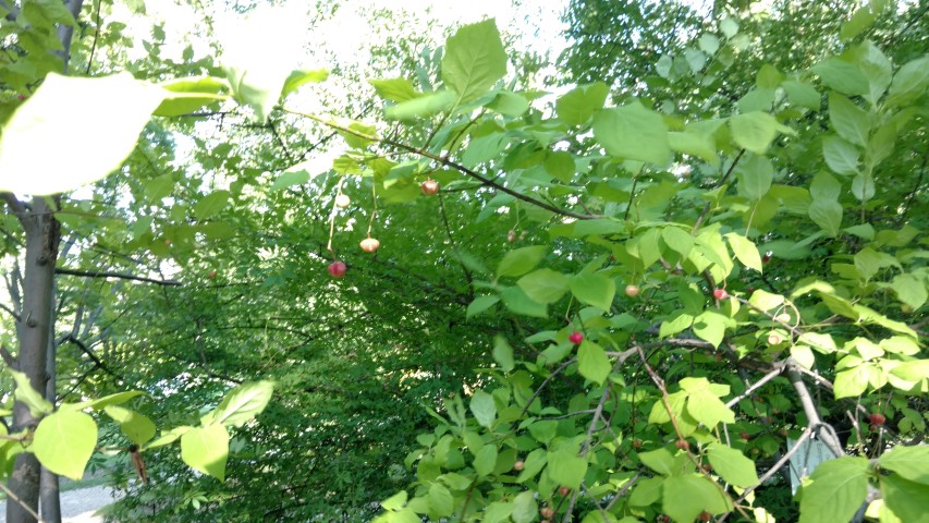 Euonymus planipes plantplacesimage20170812_171445.jpg