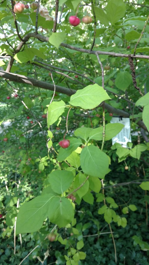 Euonymus planipes plantplacesimage20170812_171558.jpg