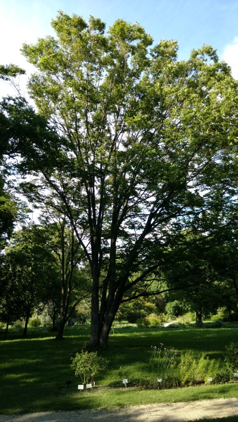 Zelkova serrata plantplacesimage20170812_171743.jpg