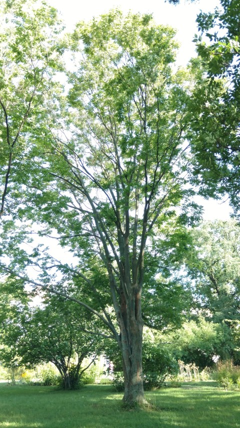 Zelkova serrata plantplacesimage20170812_171832.jpg