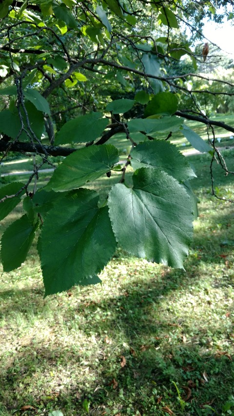 Morus rubra plantplacesimage20170812_171952.jpg