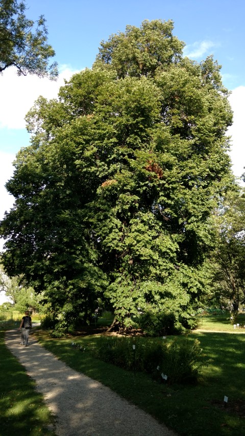 Tilia pseudorubra plantplacesimage20170812_172117.jpg