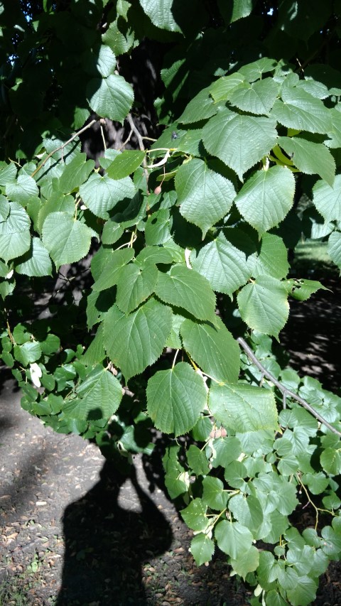 Tilia pseudorubra plantplacesimage20170812_172147.jpg