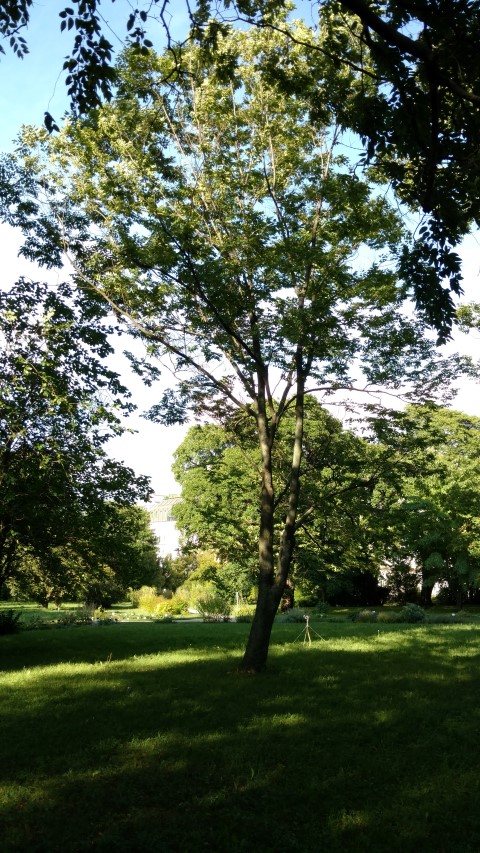 Zelkova serrata plantplacesimage20170812_172328.jpg