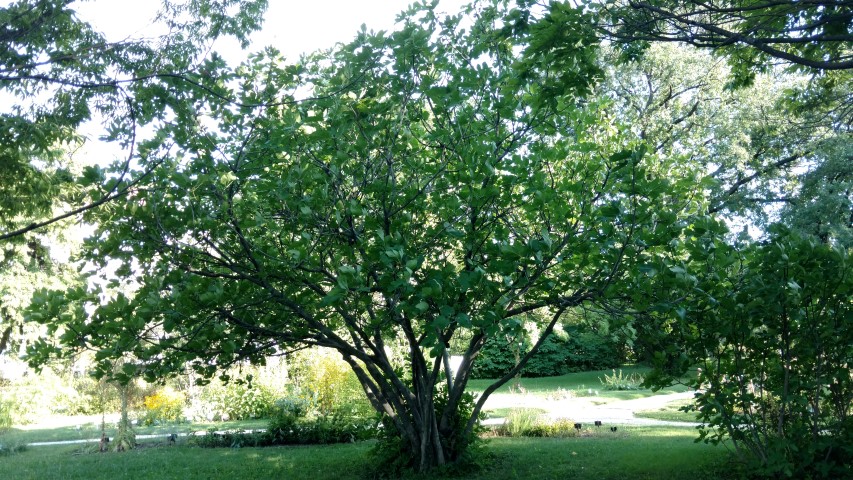 Ficus carica plantplacesimage20170812_172551.jpg