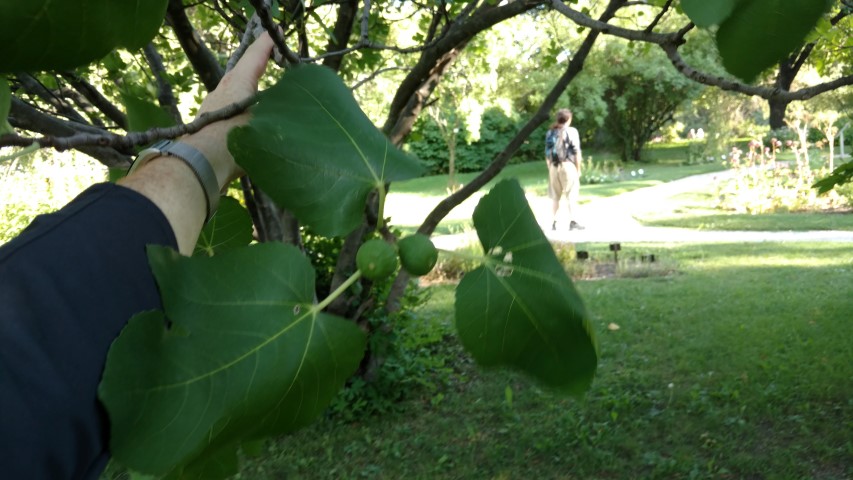 Ficus carica plantplacesimage20170812_172617.jpg