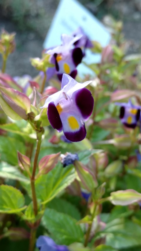 Torenia fournieri plantplacesimage20170812_172725.jpg