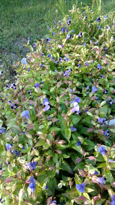 Torenia fournieri plantplacesimage20170812_172806.jpg