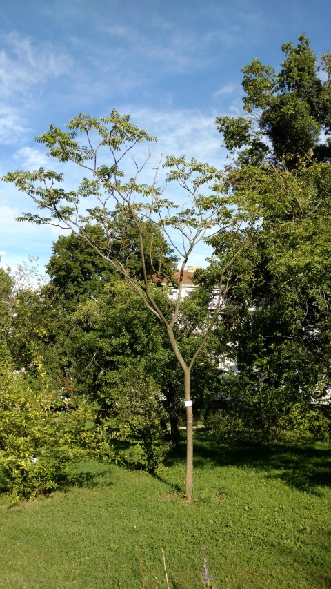 Zanthoxylum ailanthoides plantplacesimage20170812_172918.jpg