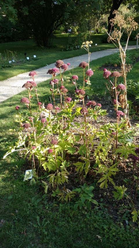 Angelica gigas plantplacesimage20170812_172945.jpg