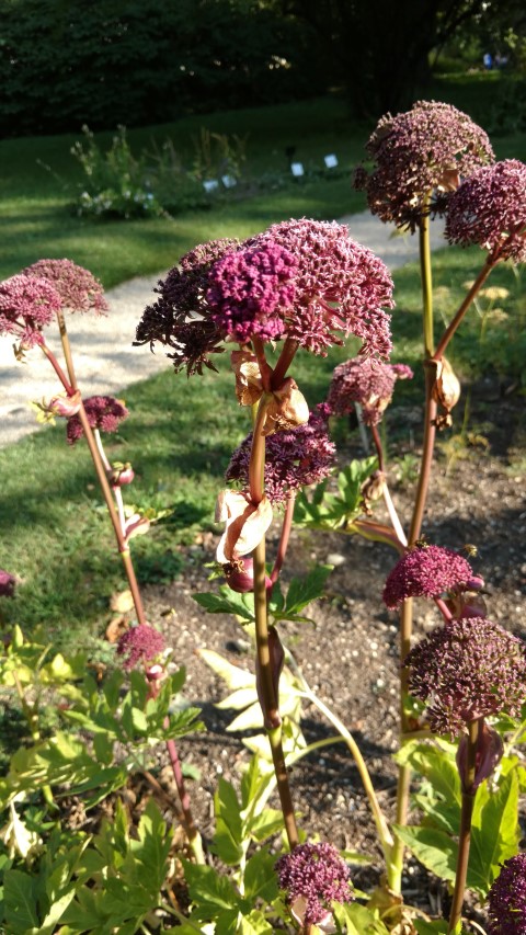 Angelica gigas plantplacesimage20170812_172956.jpg