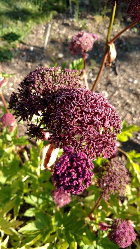 Angelica gigas plantplacesimage20170812_173005.jpg