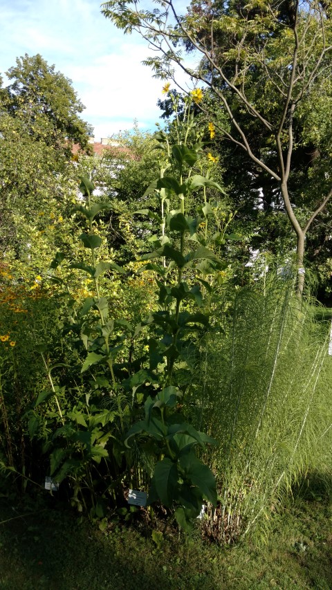 Siphium perfoliatum plantplacesimage20170812_173120.jpg