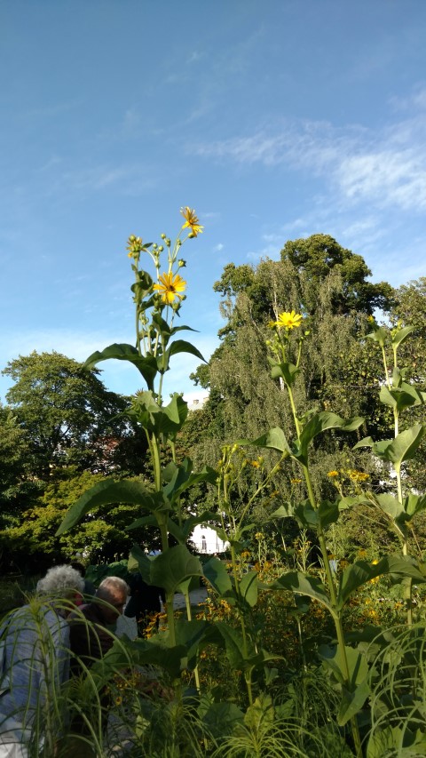 Siphium perfoliatum plantplacesimage20170812_173136.jpg