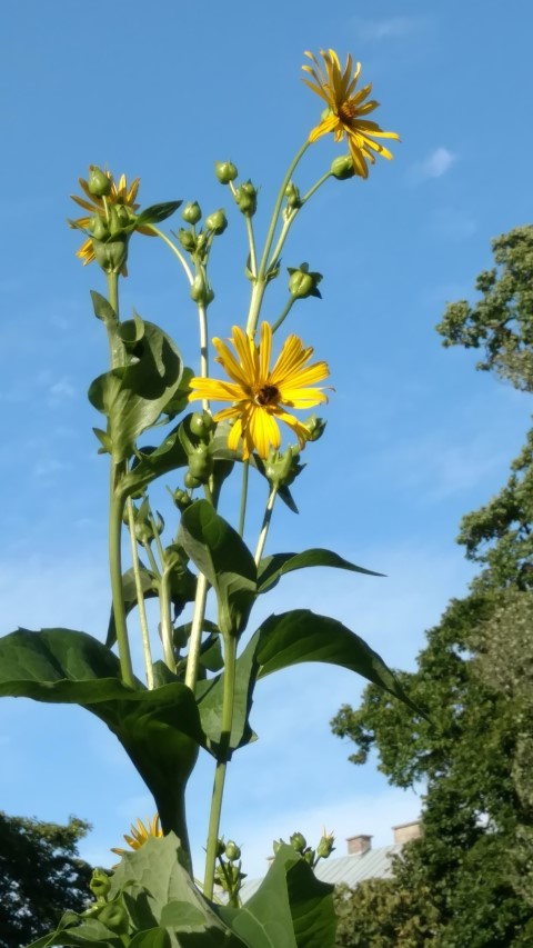 Siphium perfoliatum plantplacesimage20170812_173143.jpg