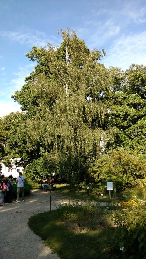 Betula pendula plantplacesimage20170812_173212.jpg