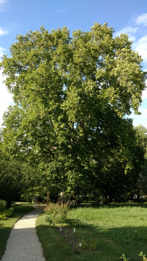 Platanus x plantplacesimage20170812_173744.jpg