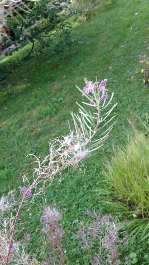 Epilobium angustifolium plantplacesimage20170812_174134.jpg