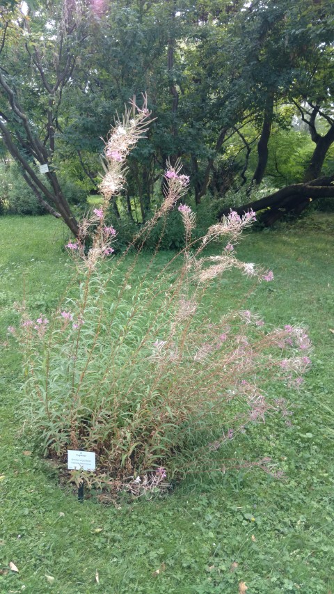 Epilobium angustifolium plantplacesimage20170812_174148.jpg