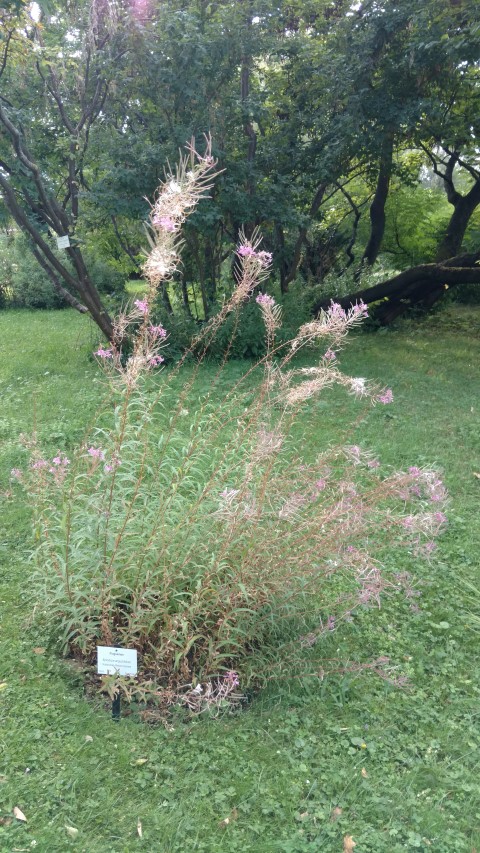 Epilobium angustifolium plantplacesimage20170812_174148.jpg