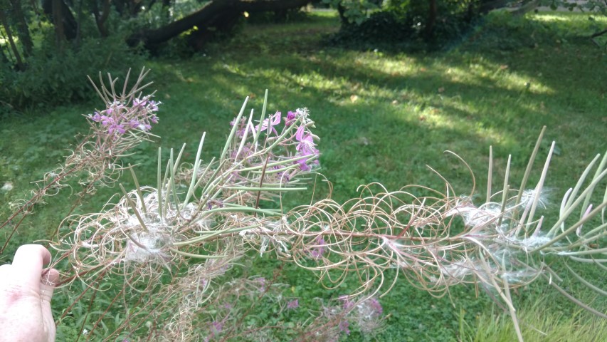 Epilobium angustifolium plantplacesimage20170812_174155.jpg