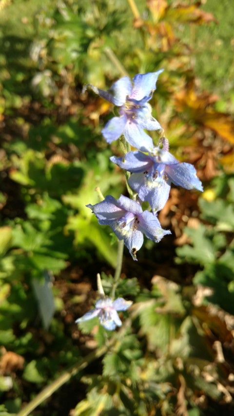 Delphinium gyalanum plantplacesimage20170812_174412.jpg