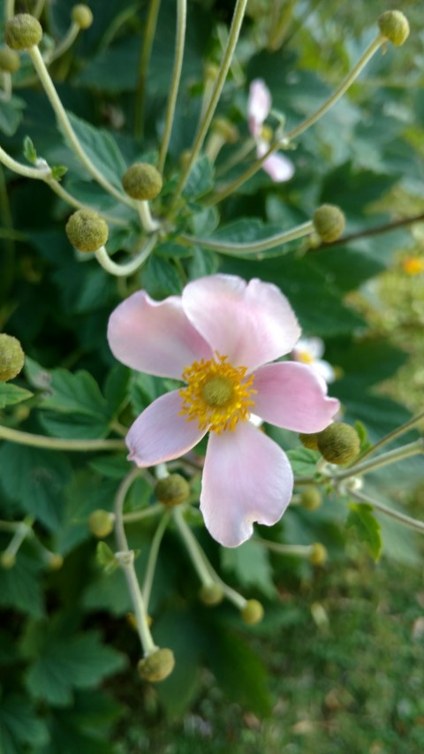 Anemone hupehensis plantplacesimage20170812_174713.jpg