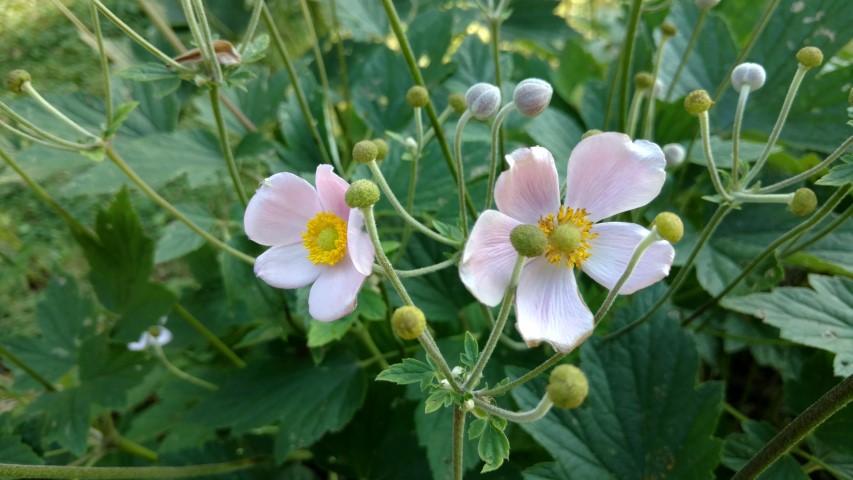 Anemone hupehensis plantplacesimage20170812_174811.jpg