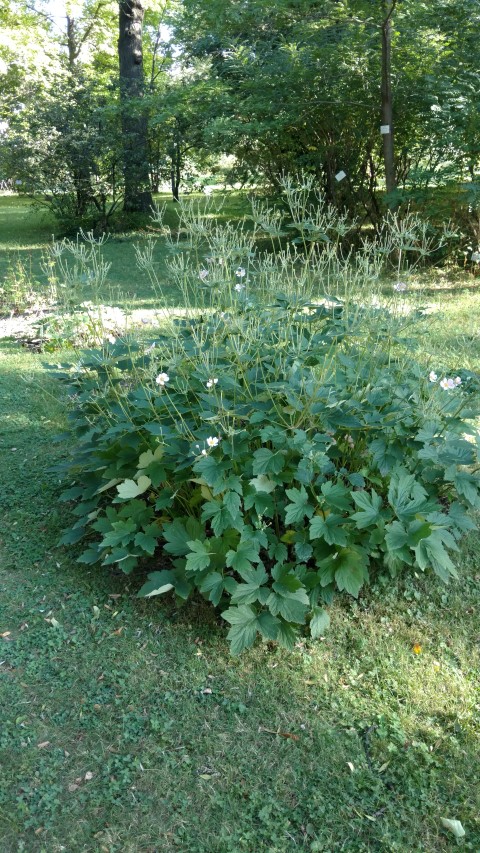 Anemone hupehensis plantplacesimage20170812_174820.jpg