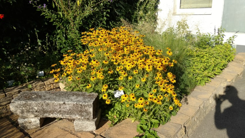 Rudbeckia fulgida plantplacesimage20170812_175109.jpg