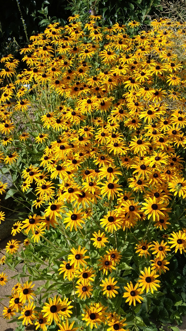 Rudbeckia fulgida plantplacesimage20170812_175120.jpg