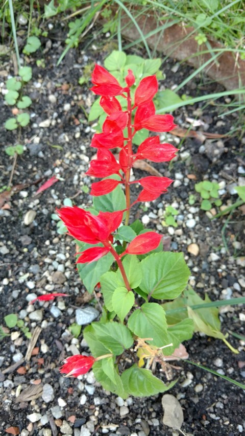 Salvia splendens plantplacesimage20170812_175334.jpg