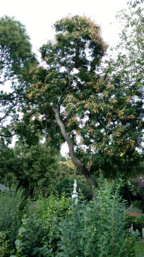 Koelreuteria paniculata plantplacesimage20170812_194011.jpg