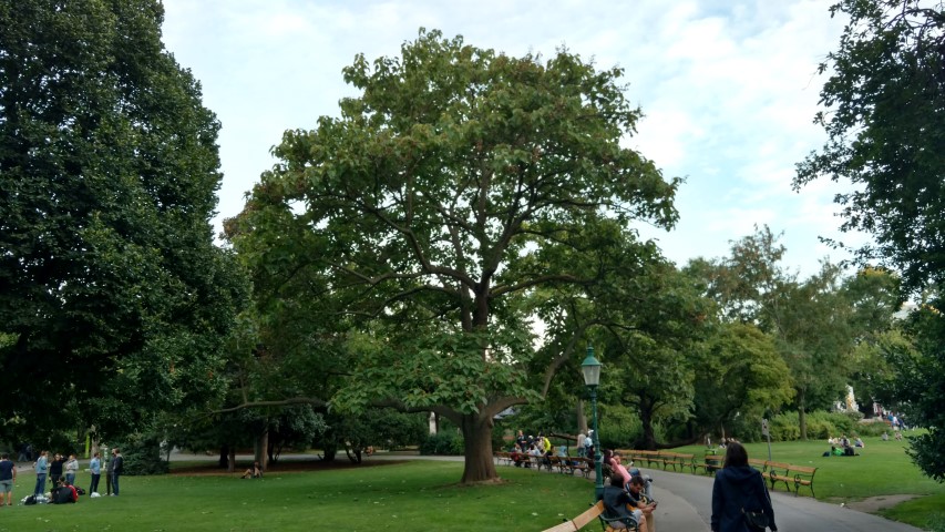 Catalpa ovata plantplacesimage20170812_194424.jpg