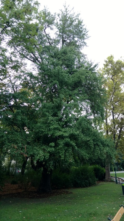 Ginkgo biloba plantplacesimage20170812_194848.jpg