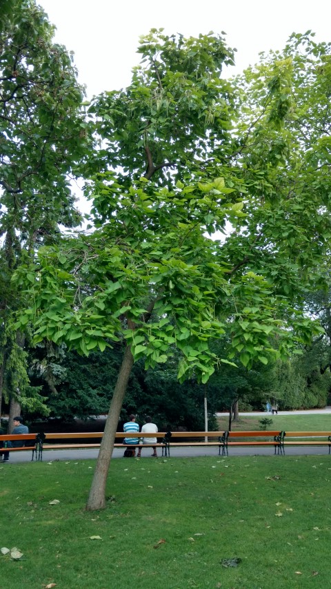 Catalpa ovata plantplacesimage20170812_195000.jpg