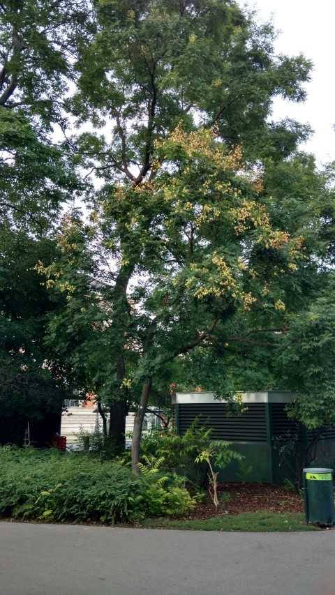 Koelreuteria paniculata plantplacesimage20170812_195524.jpg