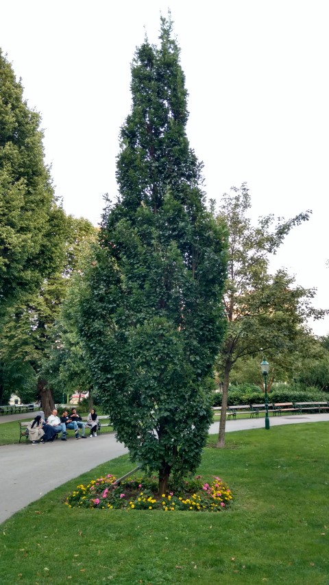 Quercus robur plantplacesimage20170812_195730.jpg