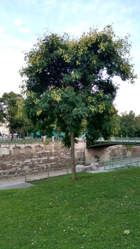 Koelreuteria paniculata plantplacesimage20170812_200103.jpg