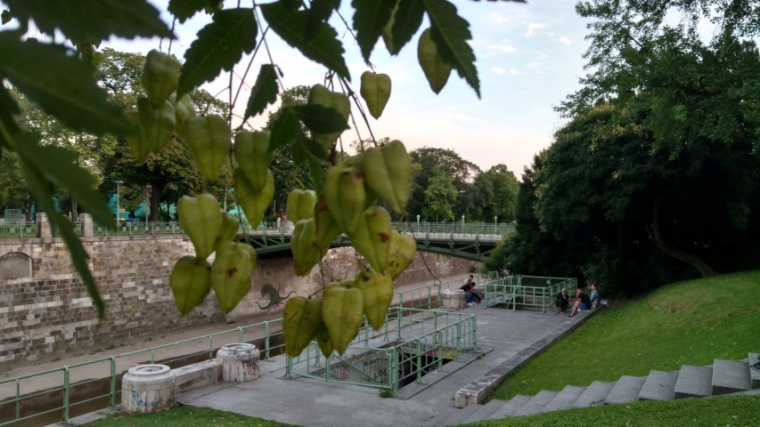 Koelreuteria paniculata plantplacesimage20170812_200124.jpg