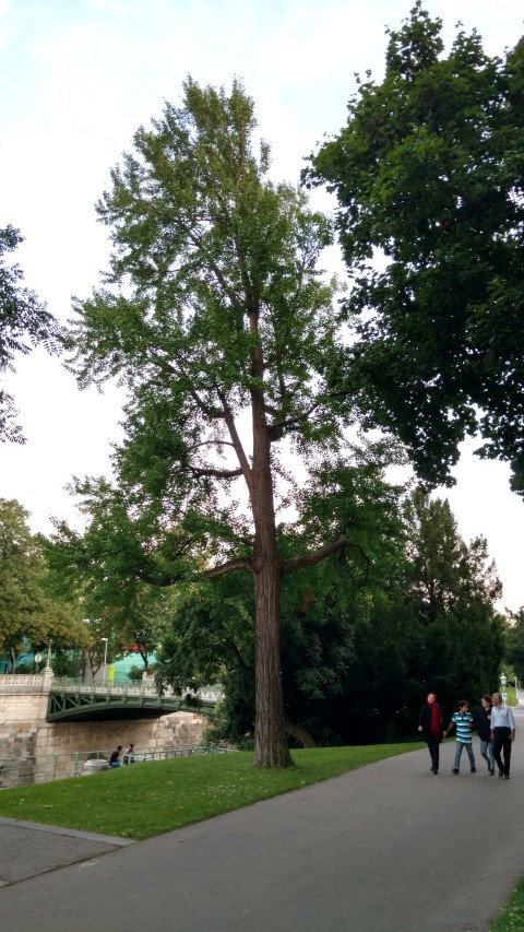 Ginkgo biloba plantplacesimage20170812_200424.jpg