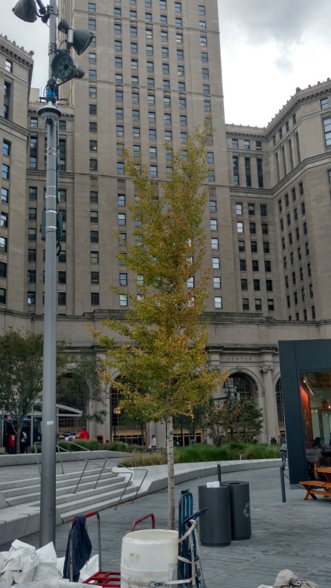 Ginkgo biloba plantplacesimage20170906_132556.jpg