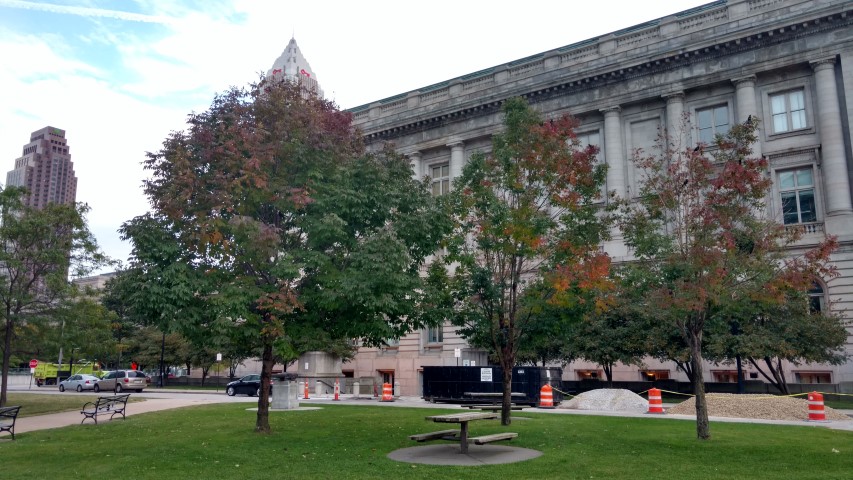 Fraxinus pennsylvanica plantplacesimage20170912_185423.jpg