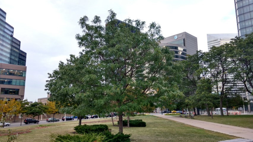 Gleditsia triacanthos var. inermis plantplacesimage20170912_185452.jpg